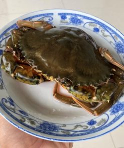 Cua lột