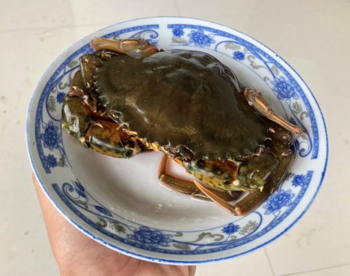 Cua lột
