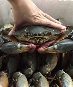 Cua thịt loại 1