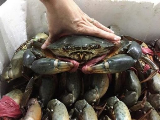 Cua thịt loại 1