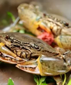 Kỹ thuật nuôi cua biển