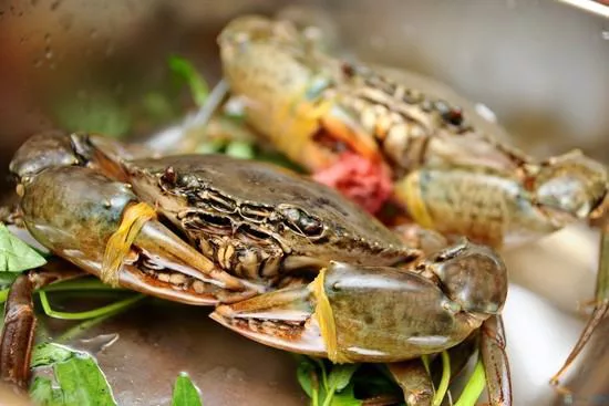 Kỹ thuật nuôi cua biển