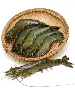 Tôm sú